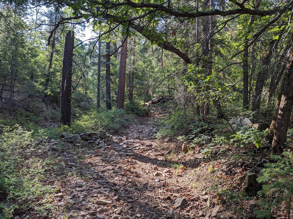 Dandrea Trail 285