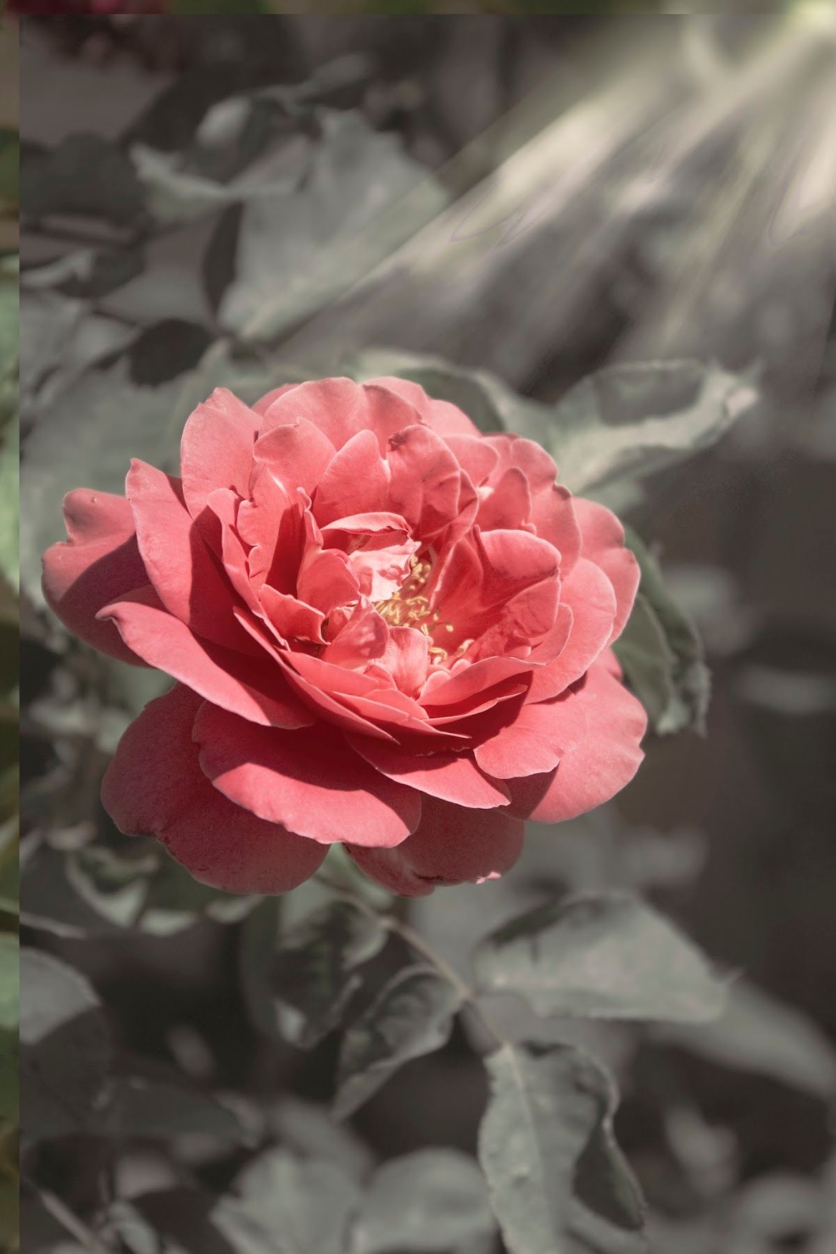 Heavenly Scent