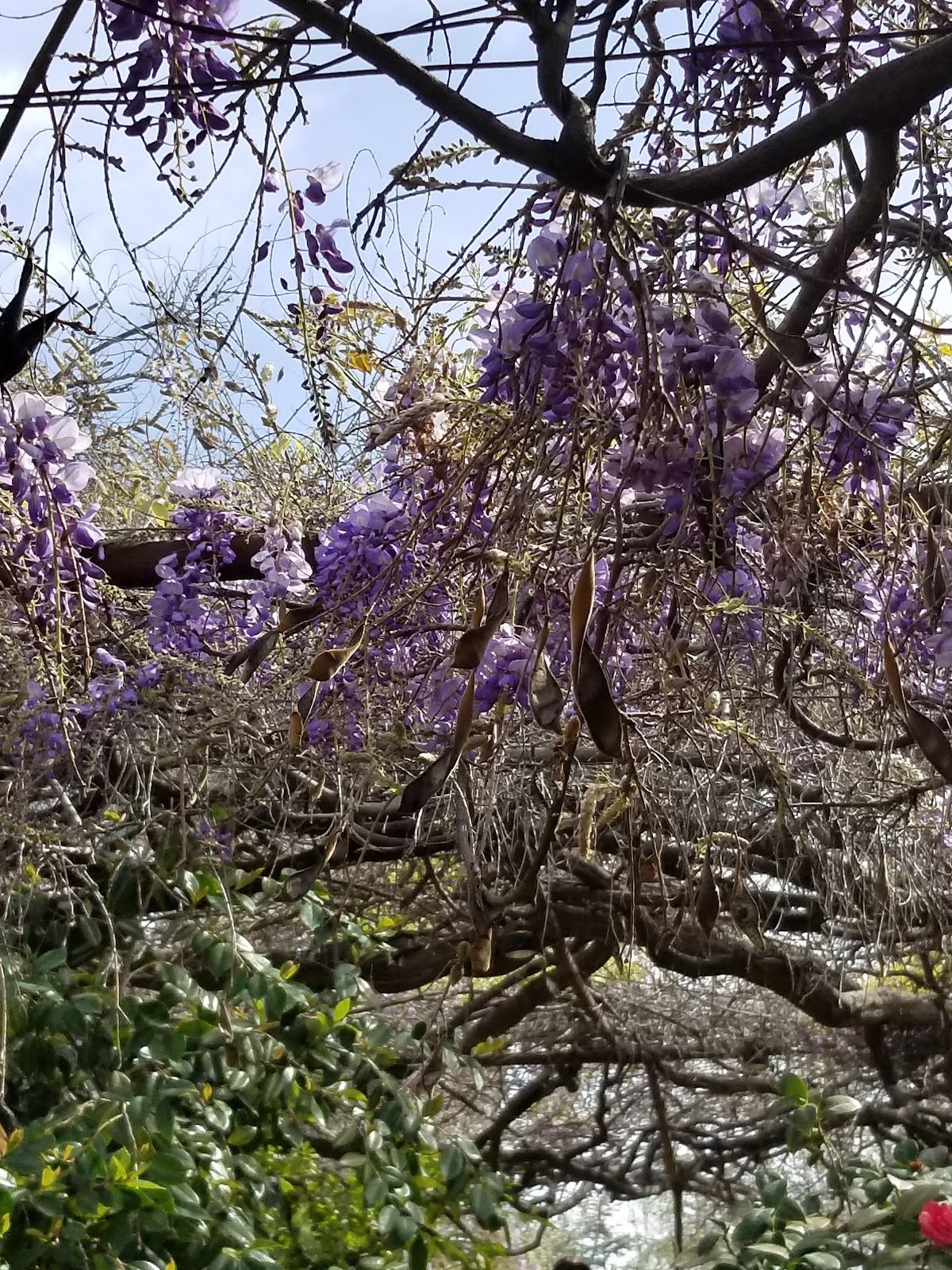 World's Largest Blossoming Plant