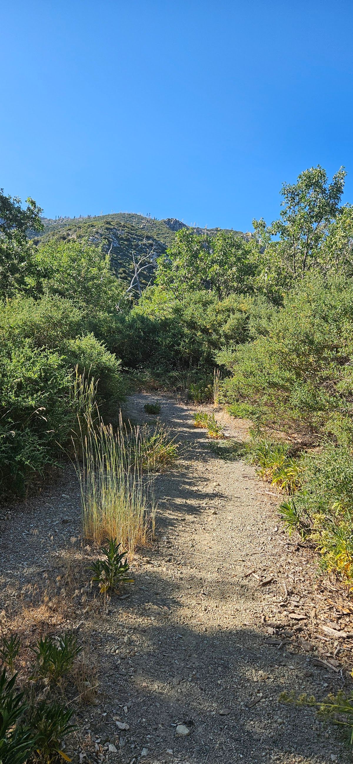 Joe Elliot Tree Memorial