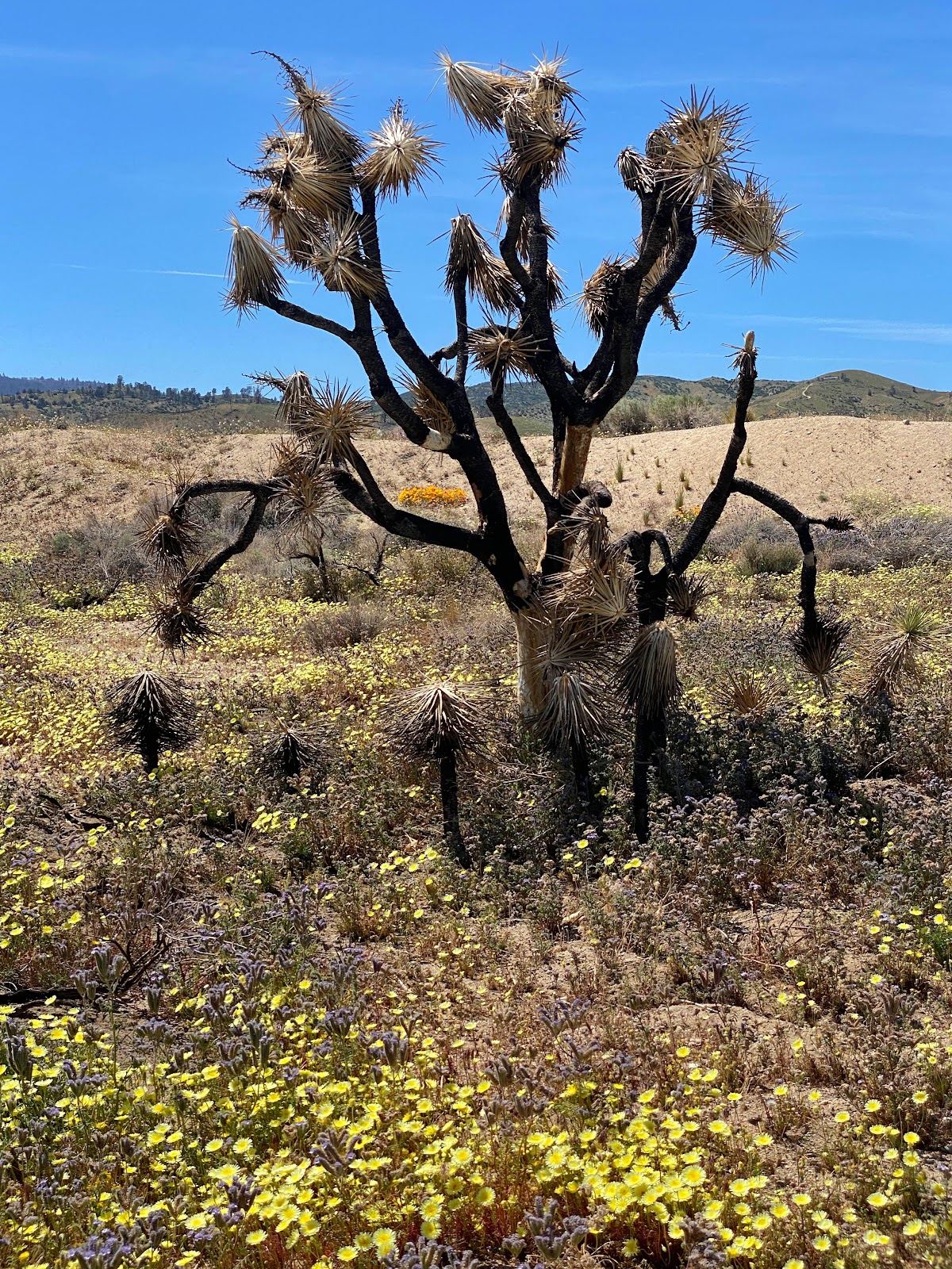 George R. Bones Wildlife Sanctuary