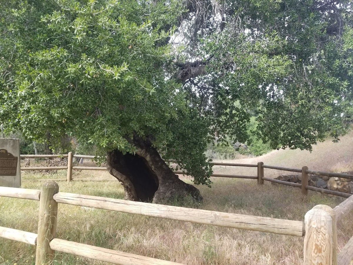 The Oak of the Golden Dream