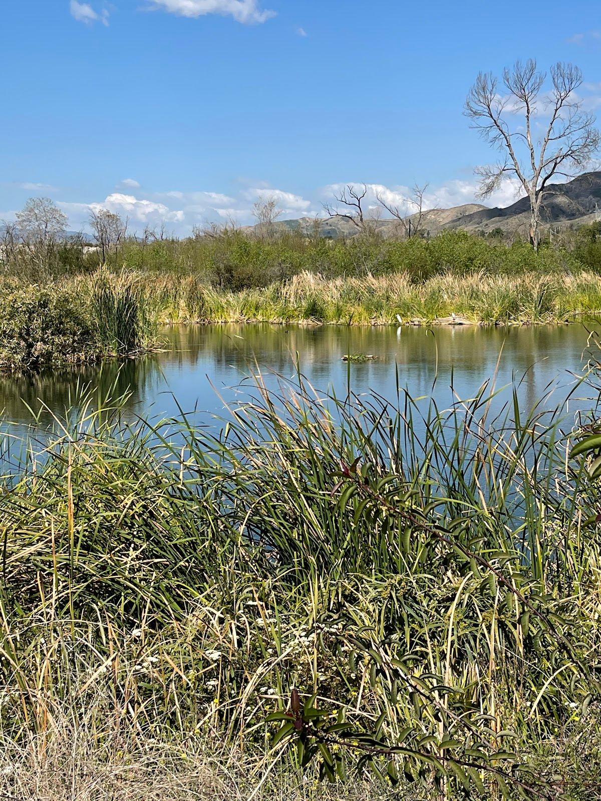 Tujunga Ponds Wildlife Sanctuary