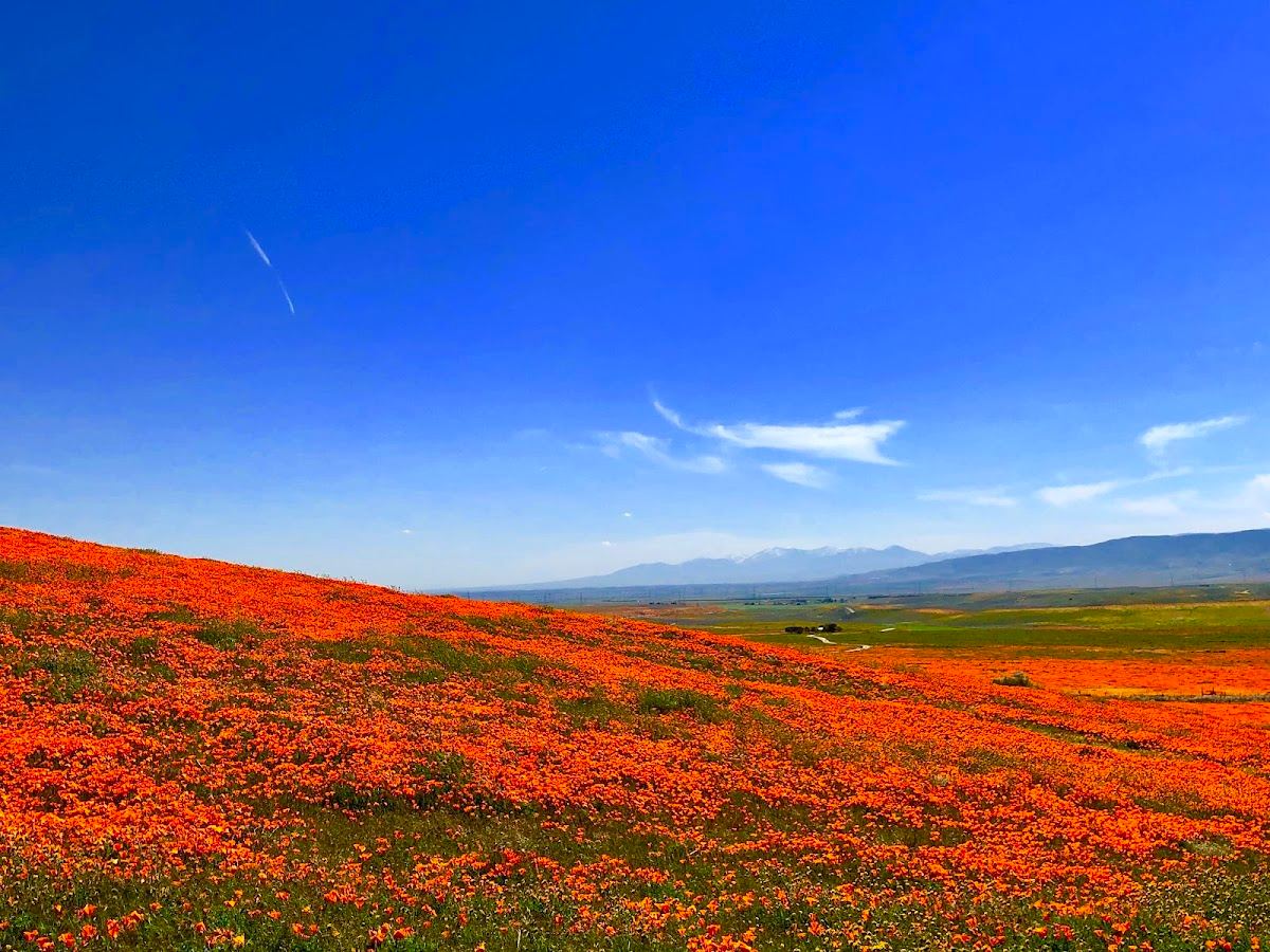 Antelope Valley California Poppy Reserve State Natural Reserve